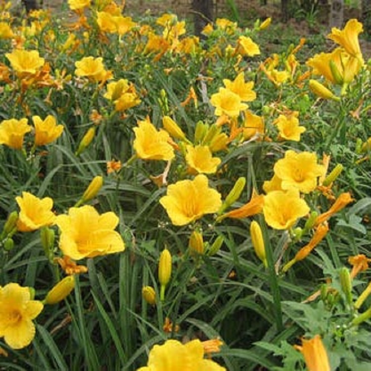 欣彤  山东金娃娃萱草苗圃供应  花期长