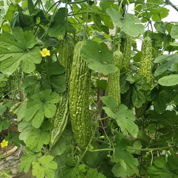 山东种苗基地温室拱棚露天种植苦瓜苗    苦瓜苗种苗基地发货