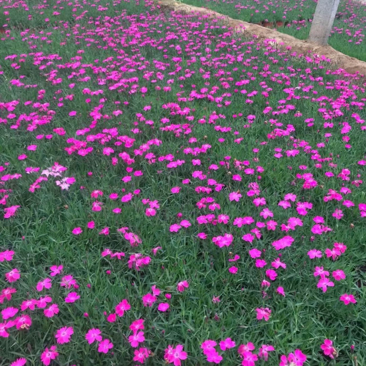 万亩花田  绿植盆栽欧石竹  花量大，花期长，花色艳丽