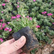 绿化工程用福禄考     福禄考花海用苗  室内盆栽观赏