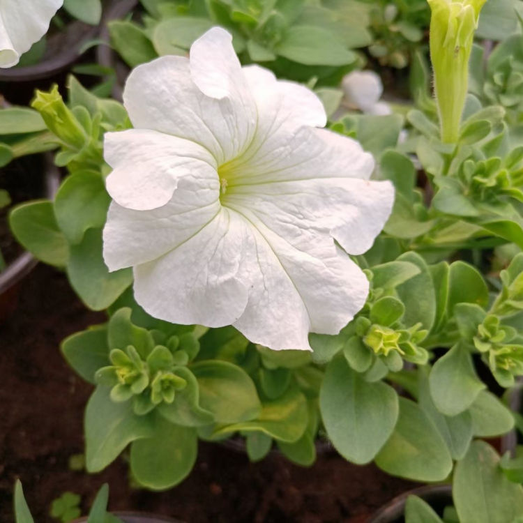 万亩花田  矮牵牛报价  花坛打造