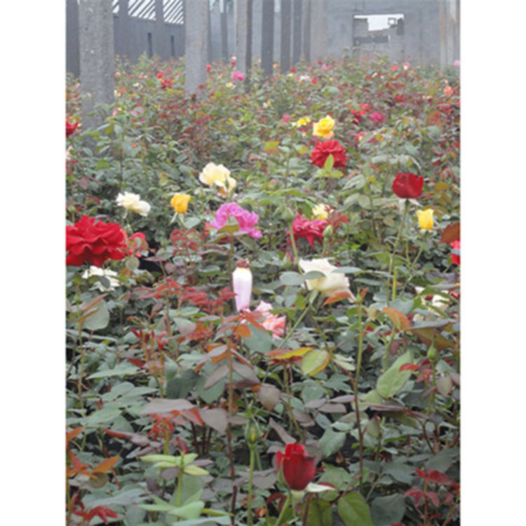 万亩花田  大花月季种植基地  可用作布置花坛、配植花篱、花架