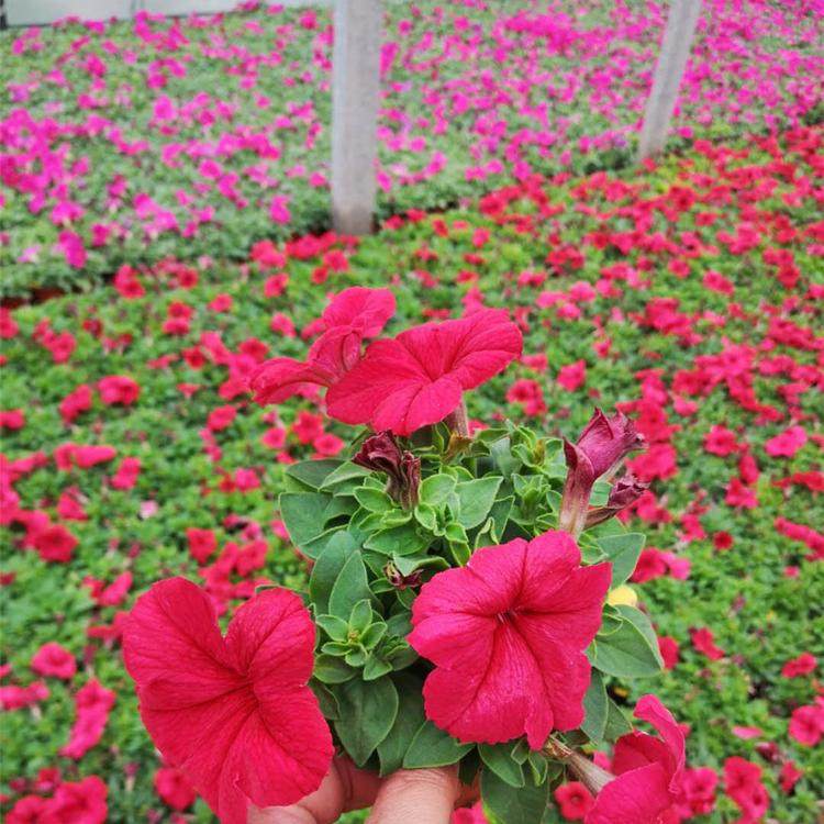 万亩花田  矮牵牛小苗 牵牛花色彩丰富 可打造花海  