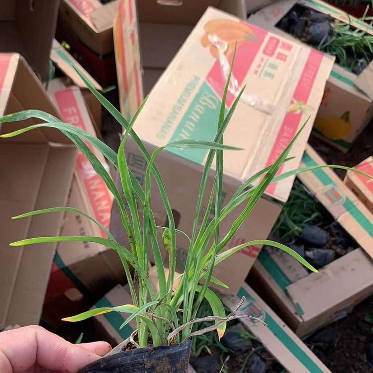 花境打造用苗  大花萱草基地  长势旺盛