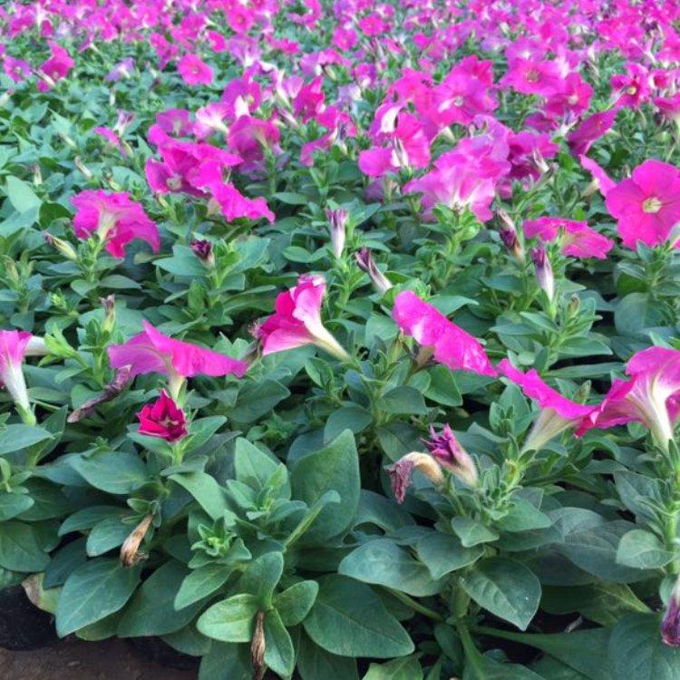 万亩花田  矮牵牛培育  可打造花海