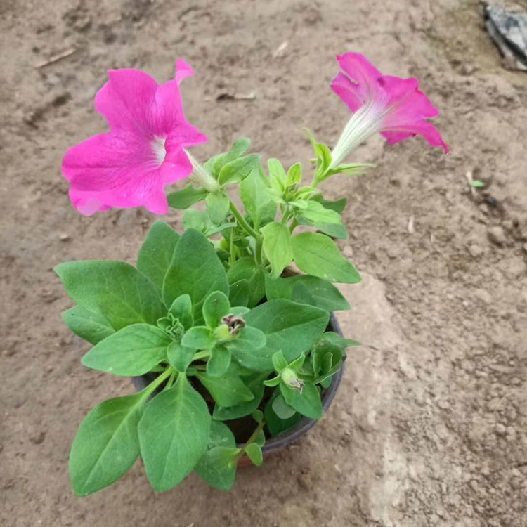 矮牵牛盆栽 花大而多 双亚矮牵牛报价
