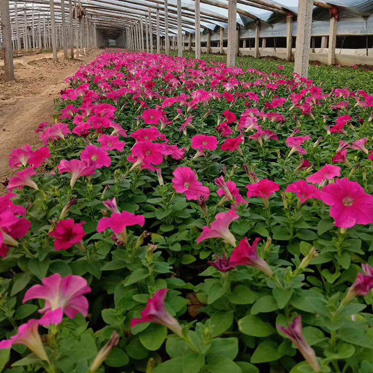 玫红矮牵牛 开花繁盛 山东双亚矮牵牛报价