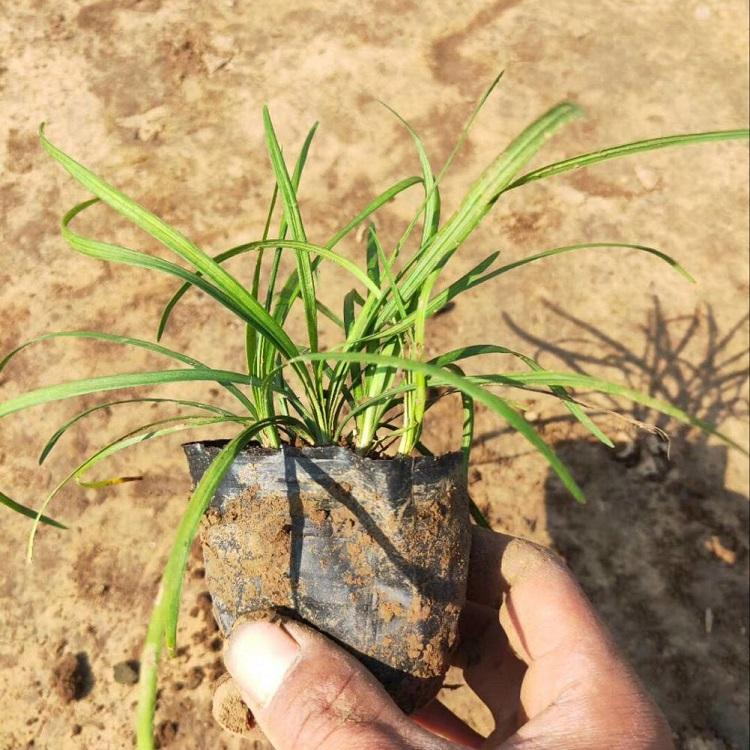 地被绿化沿阶草 麦冬草小苗 慧帆花卉 青州草花批发