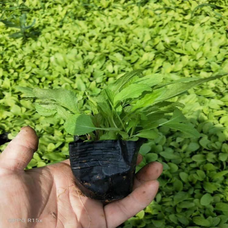 慧帆鼠尾草 山东观赏草花 园林工程用 蓝花鼠尾草价格