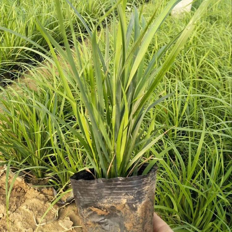 欢迎订购 慧帆花卉 麦冬草小苗 绿化工程用地被草
