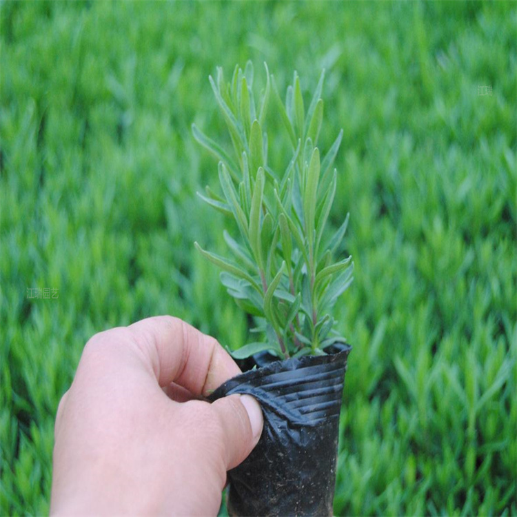 新疆薰衣草基地 薰衣草种子 大量供应薰衣草杯苗