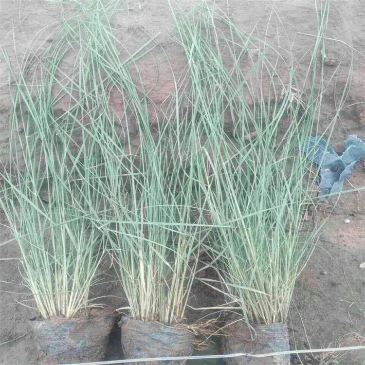 粉黛乱子草种植户 粉黛乱子草花海设计 江瑞