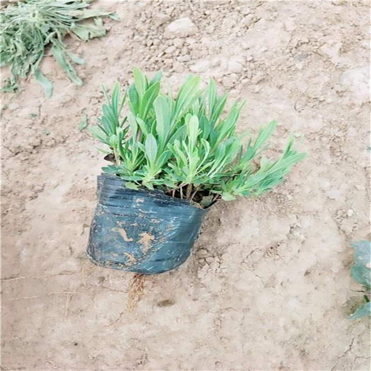 内蒙古薰衣草出售 薰衣草花海 薰衣草基地 江瑞