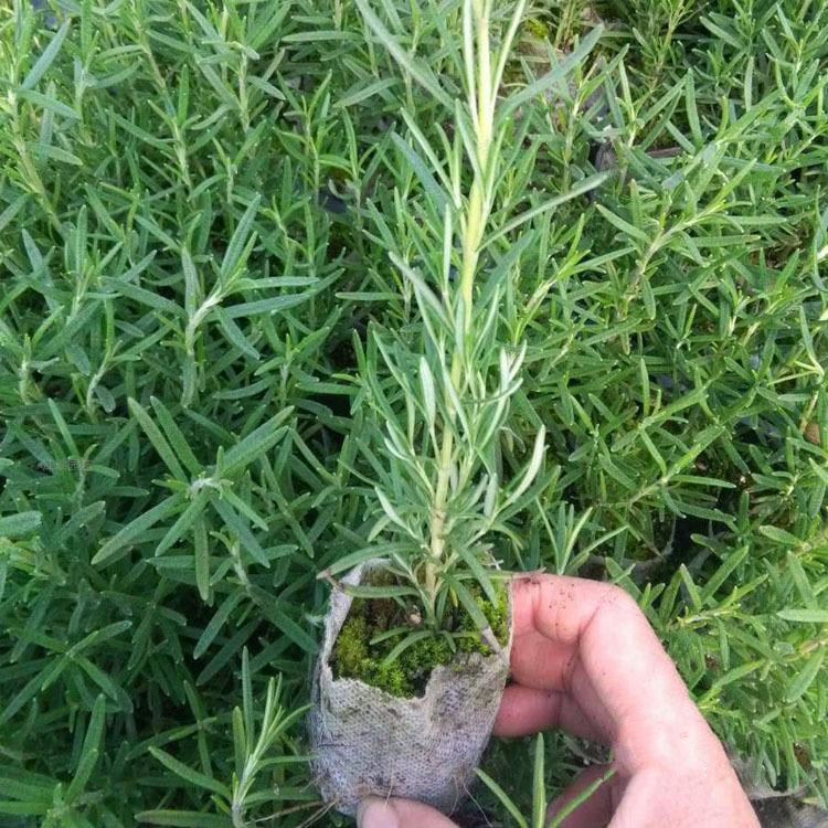 山东迷迭香基地 江瑞园艺 绿化迷迭香价格