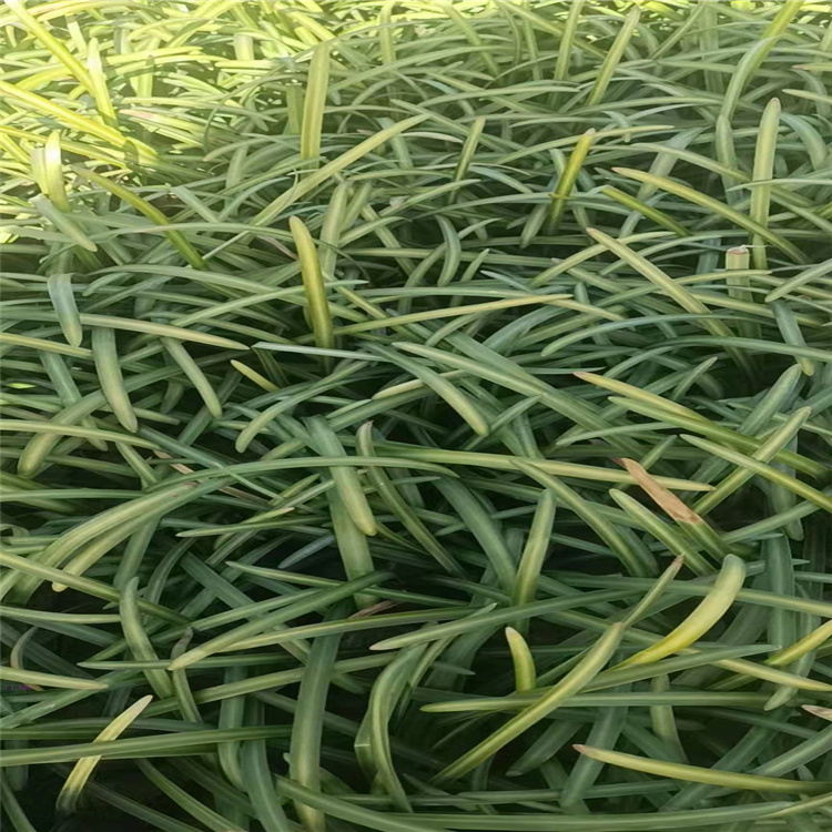 北京石蒜供应 基地出售彼岸花 江瑞园艺