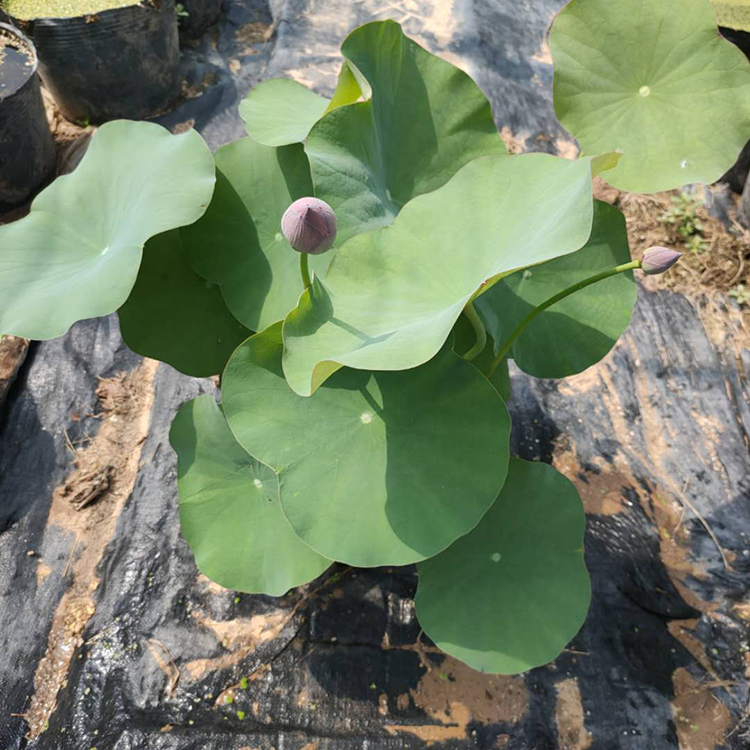 山东水生植物基地  大盆荷花 开花荷花培育 农户倒地处理价低