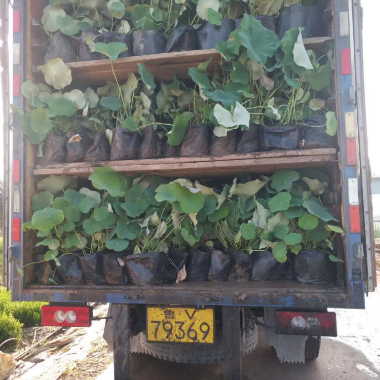 山东水生植物基地  开花荷花 荷花种苗 花色绚丽多彩