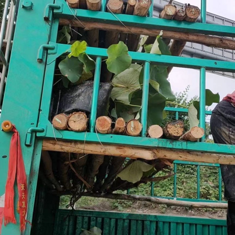 山东水生植物基地  开花荷花 荷花小苗培育 俊红花卉苗木