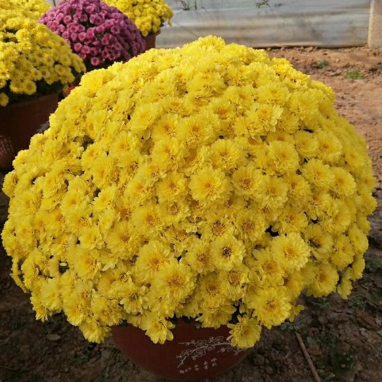 千头菊价格 苗圃基地批发 山东千头菊盆栽