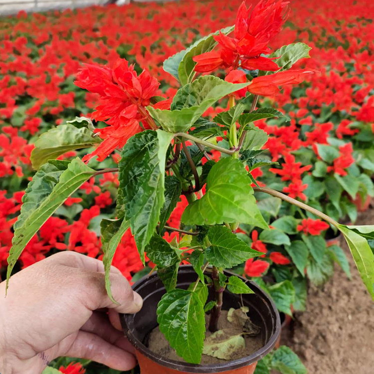 一串红 山东花卉 基地种植 一串红行情