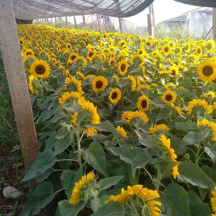 双色盆向日葵 一年生草本植物 山东向日葵供货商