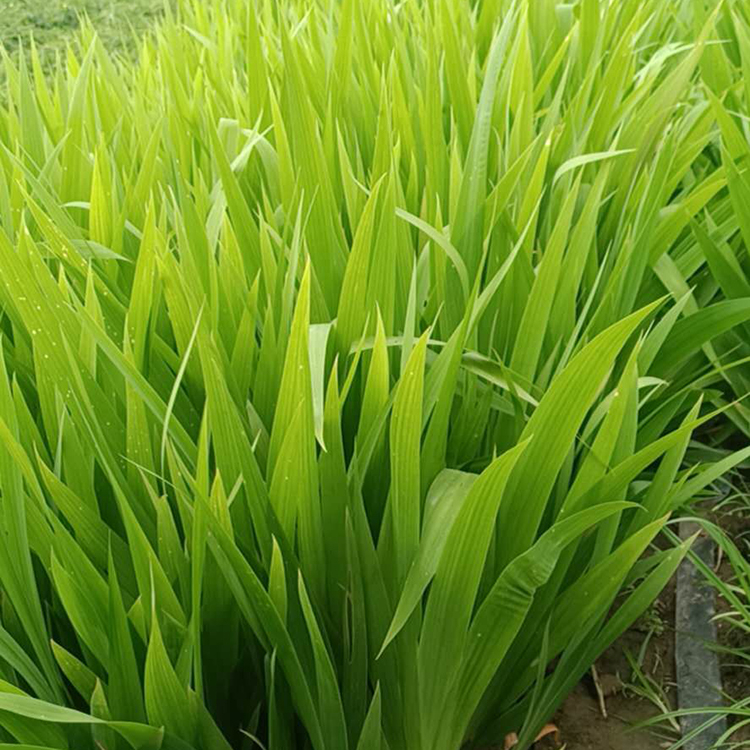 鸢尾批发商 多年生草花 山东蓝蝴蝶
