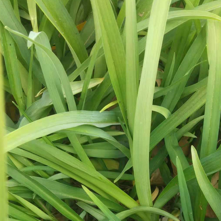 山东种植基地大花萱草出售 大花萱草盆栽 花色丰富