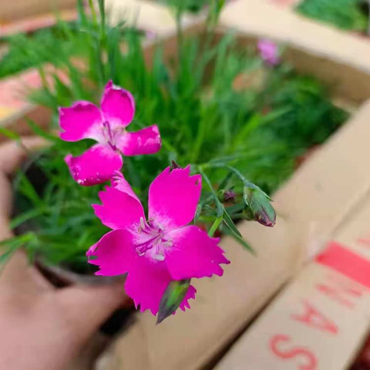 万诺种植基地欧石竹价格 观赏用欧石竹 欢迎来电咨询