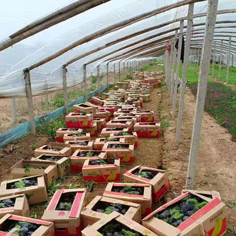山东种植基地佛甲草价格 佛甲草小苗 三季长势都很好