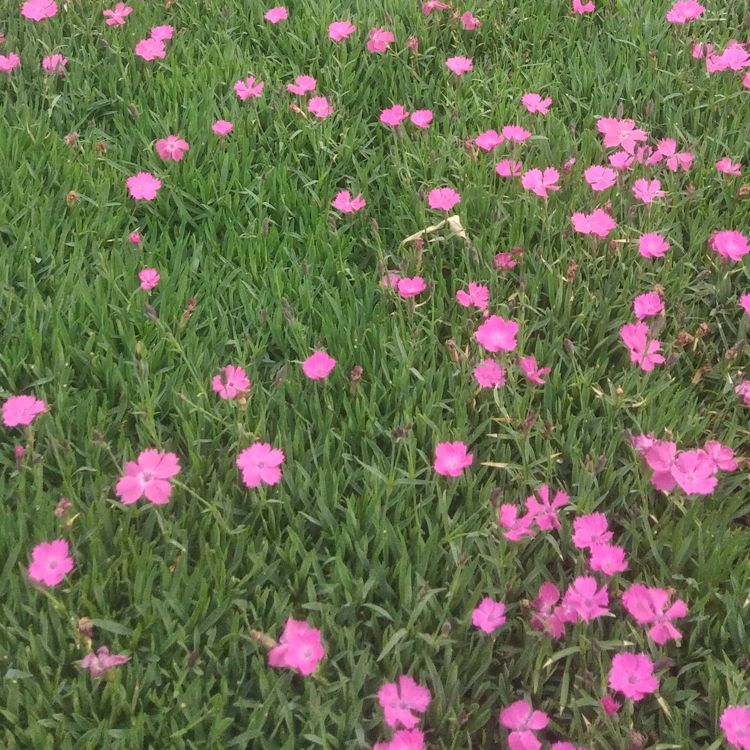 青州花卉欧石竹行情 欧石竹苗 欢迎来电咨询