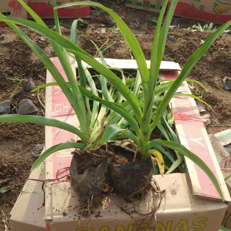 万诺花卉大花萱草批发 大花萱草小苗 花型多样