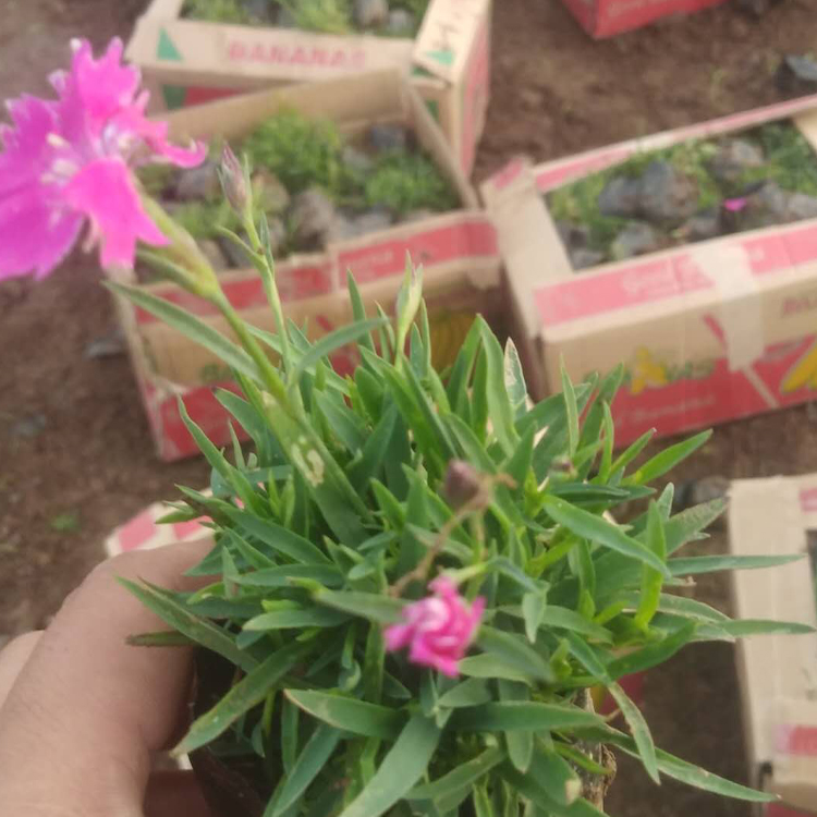 欧石竹小苗 质优价廉 青州花卉欧石竹价格