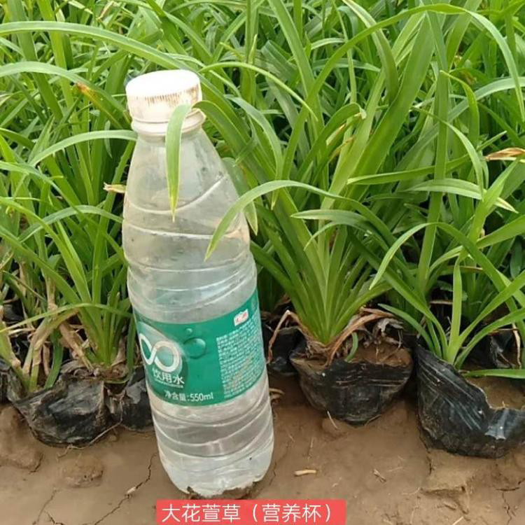 山东种植基地大花萱草报价 大花萱草苗 花色丰富