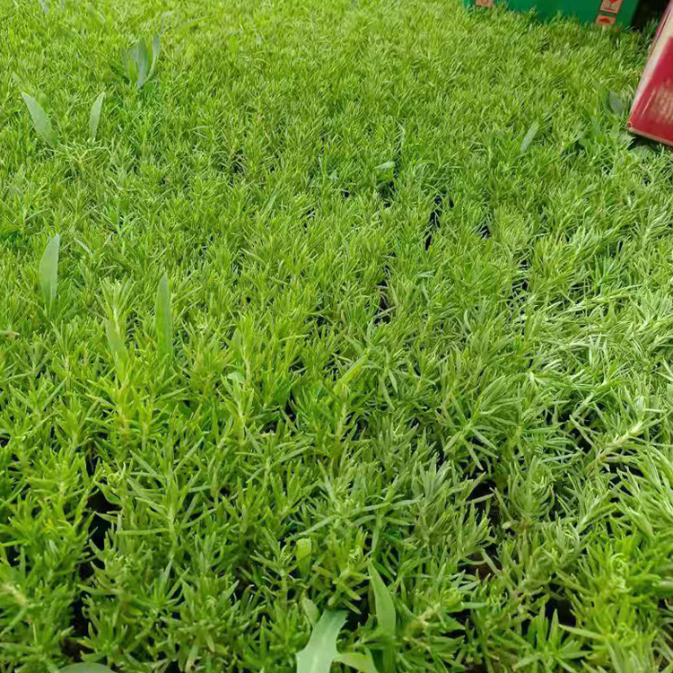 佛甲草盆栽 三季长势都很好 万诺种植基地佛甲草供应