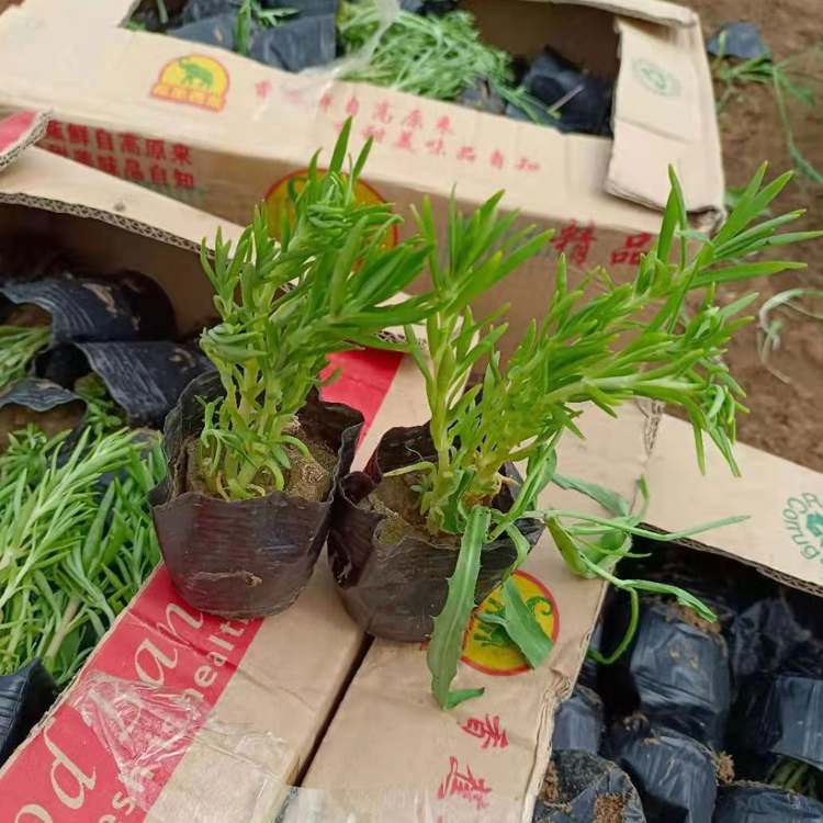 万诺种植基地佛甲草价格 佛甲草苗 生长速度快
