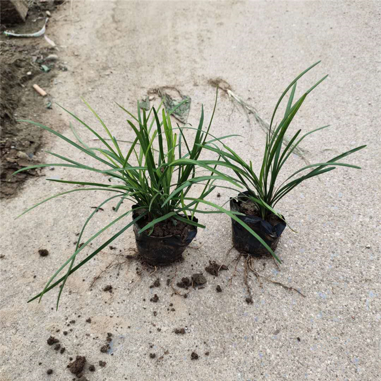 基地供应 观赏草麦冬 麦冬价格