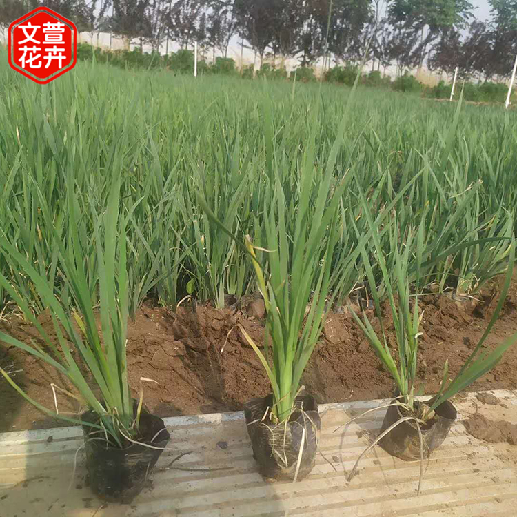 马兰供应商 青州马兰 欢迎选购