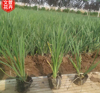 马兰供应商 青州马兰 欢迎选购