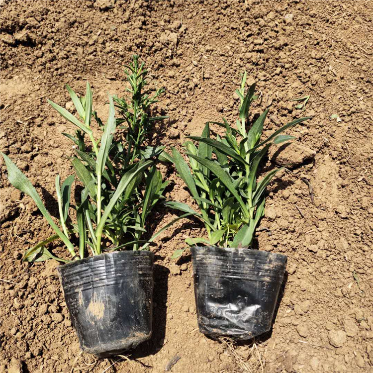 优惠多多 宿根荷兰菊 荷兰菊批发商