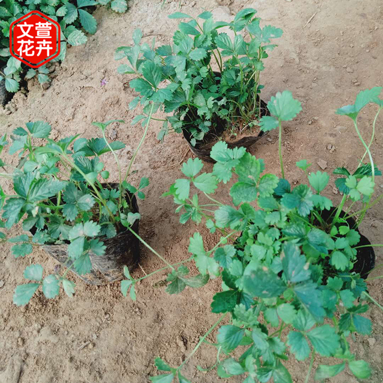 蛇莓苗 蛇莓报价