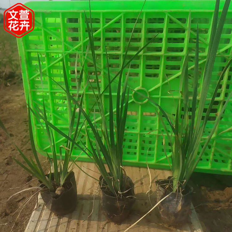 欢迎选购 马兰杯苗 马兰价格