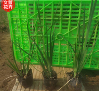 欢迎选购 马兰杯苗 马兰价格
