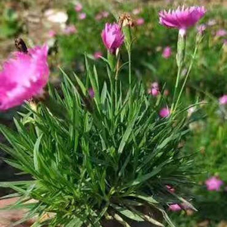 青州草花 欧石竹小苗 欧石竹基地 庭院花卉