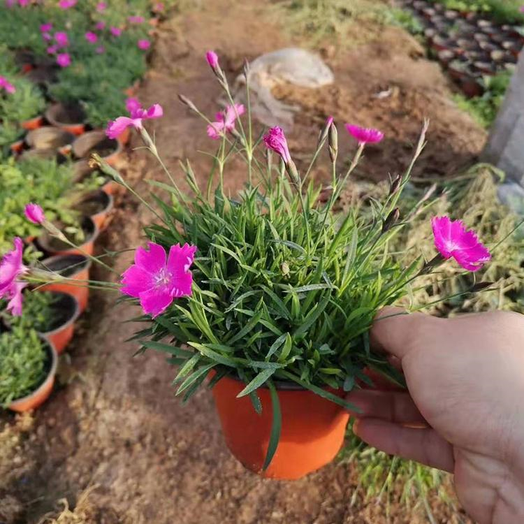 青州草花 公园绿化欧石竹 欧石竹小苗 新希望花卉供应