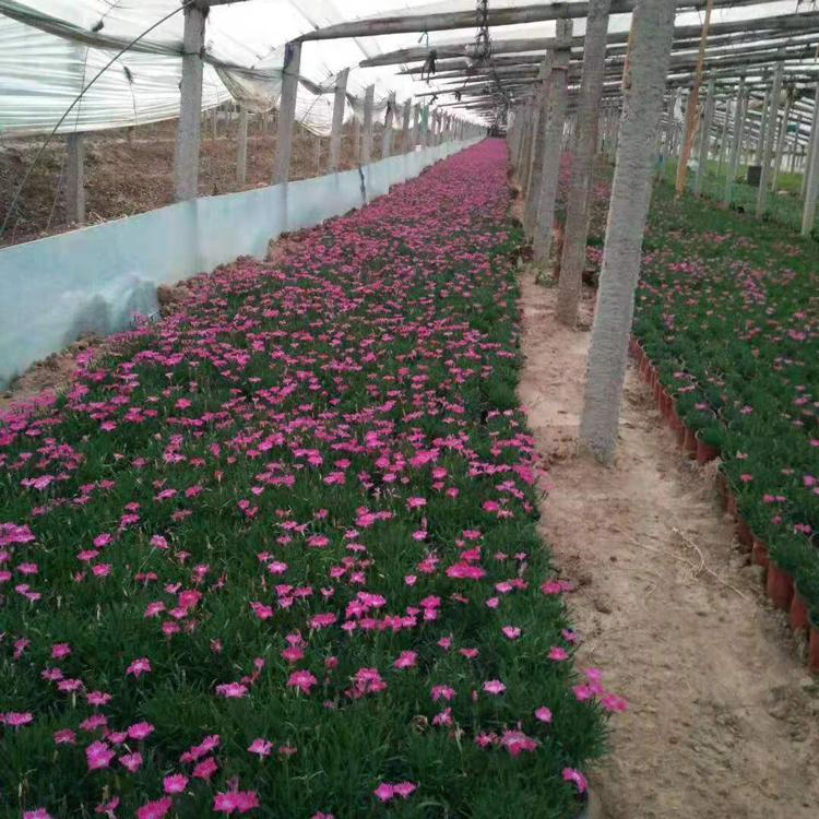 欧石竹 公园花海布置用花卉 山东草花种植基地