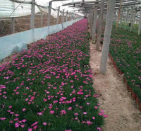 耐寒草花苗 绿化工程用欧石竹 欧石竹行情 庭院花卉