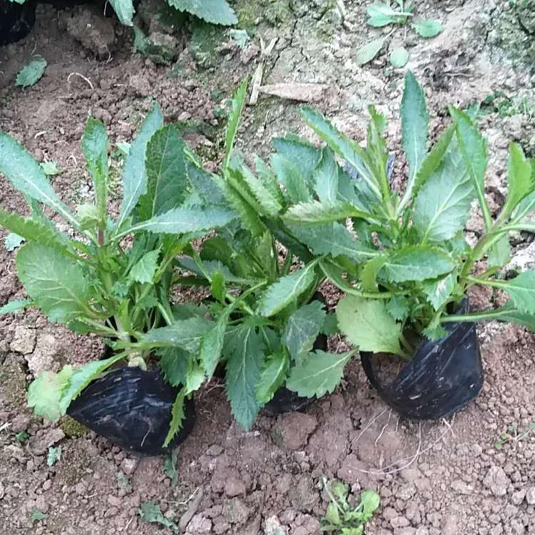 地被绿化用 柳叶马鞭草 马鞭草小苗基地 新希望花卉