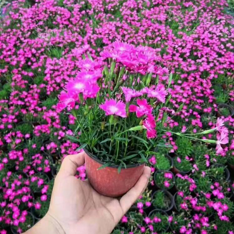 花期5月 欧石竹花海小苗 观赏欧石竹 价格合理