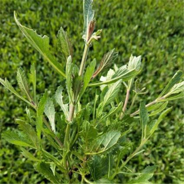 大量供应 苗圃培育的柳叶马鞭草小苗 马鞭草花海杯苗