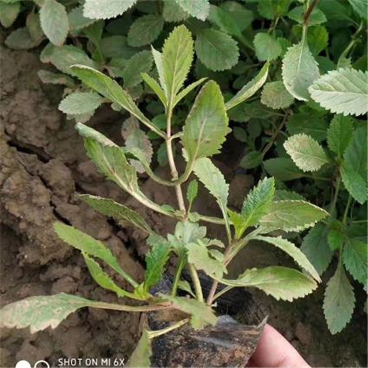 马鞭草供应商 新希望花卉 山东青州草花苗木批发